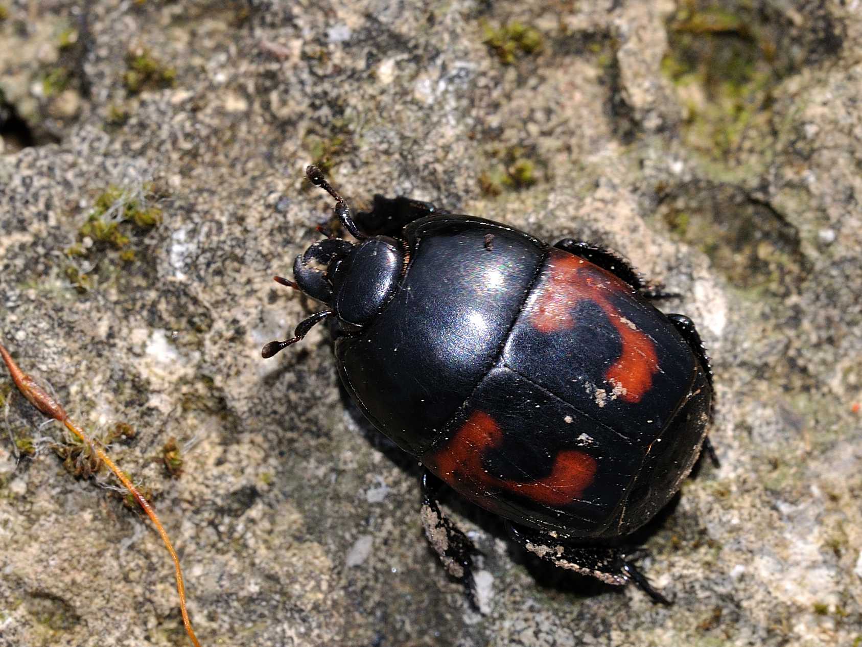 Histeridae - Hister quadrimaculatus